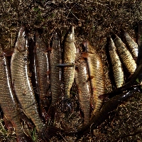 Муки выбора спиннинга и приманок для начинающего и среднего рыболова.