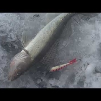 Новые возможности для зимней рыбалки с катушкой Kosadaka Stalker - видеообзор