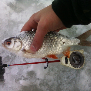 Прикармливание рыбы со льда
