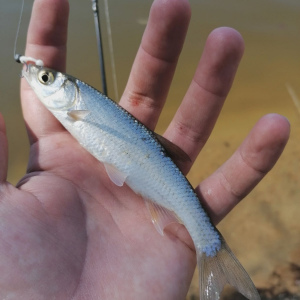 Мормышинг: ловля белой и хищной рыбы на спиннинг