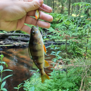 Основное о рыбалке на ручьях