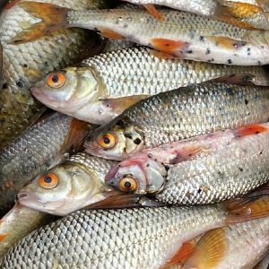 Рыболовная паразитология. Кто водится в пойманной рыбе?
