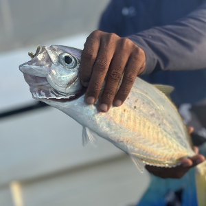 Рыбалка на каникулах: ловим на Мальдивах