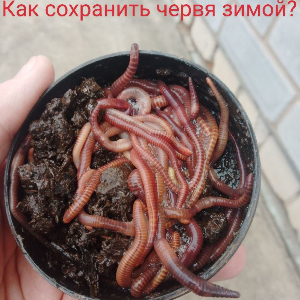 Как сохранить червей зимой?