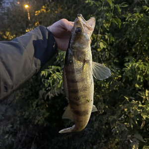 Московский Street Fishing.