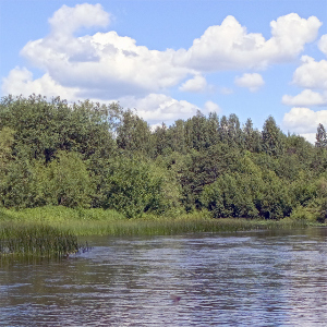 1. Малая река и щука. Времена года.