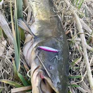 5 самых уловистых спиннинговых приманок по Донскому хищнику в сезоне 2025