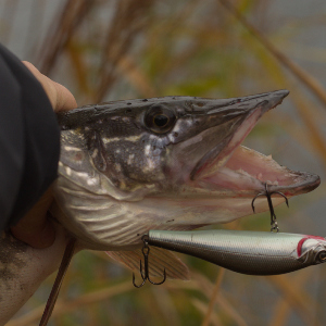 Щука в тумане