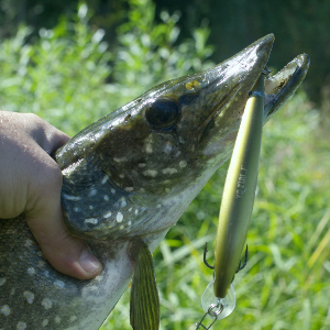 Уловистость воблеров, критерии. Мифы и реальность