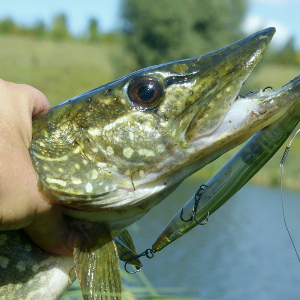 Поймаю щуку с первого заброса