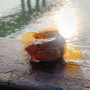 Стритфишинг с южным акцентом.