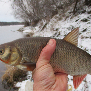 Когда осень затяжная.