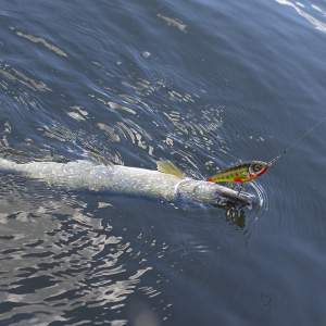 Ловим пелагическую щуку на воблеры