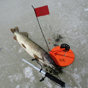 Как выбирать жерлицы.