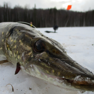 Жерличная тактика - 2 часть.