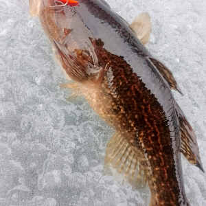 Ротан на балансир!