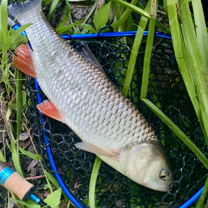 Донской голавль в запрессованной локации - 2-ой сезон