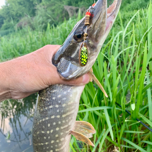 Донская щука-травянка - не сложная рыбалка