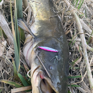 Проверяем со спиннингом - кто живёт на Донском перекате