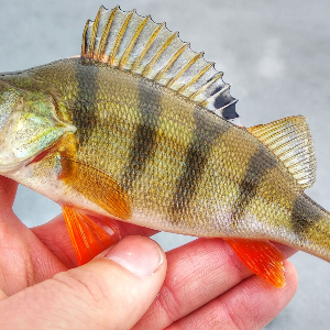 Ловля окуня зимой: опыт, наблюдения и рабочие подходы