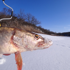 Всё о рыбалке на балансир