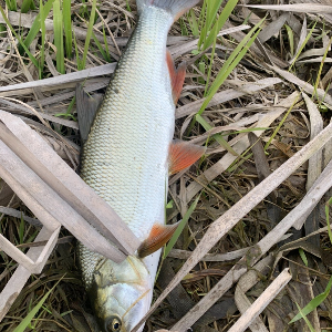 Весенняя охота за донским серебряным разбойником