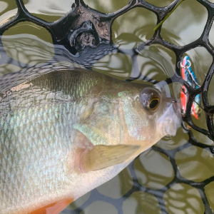 500 Донских окуней в прилове