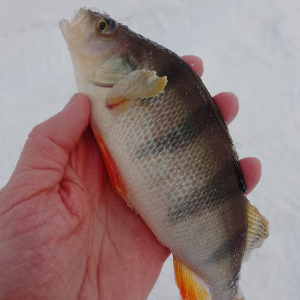 То есть как это без насадки?