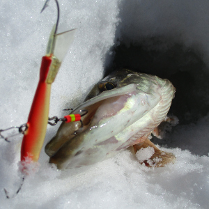 Идеальный баланс! Ловля на балансиры.