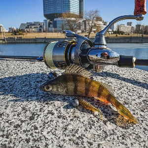 Введение в стрит-фишинг: уличная рыбалка рядом с домом