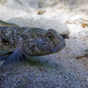 Нюансы ловли бычка на спиннинг ч.2