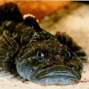 Бычок - что за рыба такая? ч.1