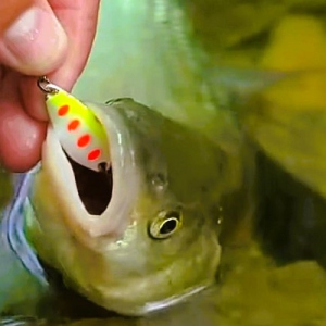 Топ-100 любимых приманок. Колеблющиеся фаворитки. Часть вторая