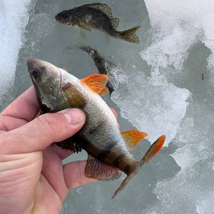 Непредвиденная рыбалка. Зима.