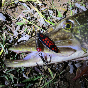 Ночная рыбалка круглый год.