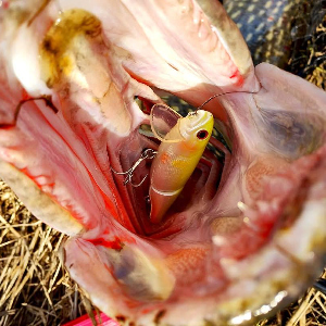 Чувствует ли рыба боль?