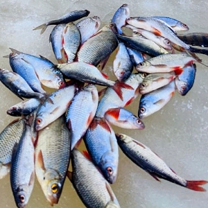 Слабоумие и отвага. Без отваги.