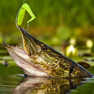 Топ-100 любимых приманок. Убойная «резина»