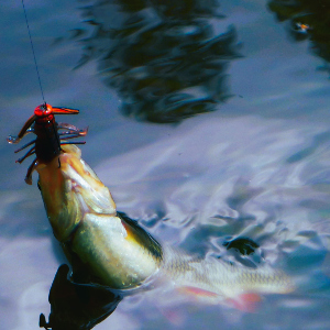 Топ-100 любимых приманок. Тараканы