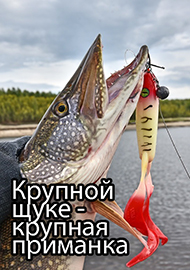 Статьи: Крупной щуке - крупная приманка