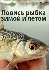 Обзор: Ловись рыбка зимой и летом. Обзор Kosadaka Мотыль