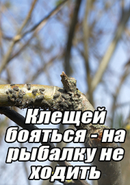 Статьи: Клещей бояться - на рыбалку не ходить