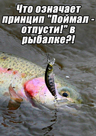 Статьи: Что означает принцип "Поймал - отпусти!" в рыбалке?! Нужен ли?