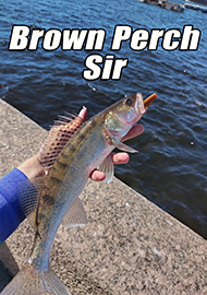 Обзор: Brown Perch Sir -  универсальная приманка, превосходящая ожидания