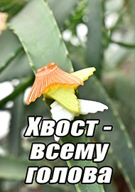 Обзор: Хвост - всему голова
