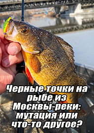 Статьи: Черные точки на рыбе из Москвы-реки: мутация или что-то другое?
