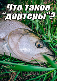 Статьи: Что такое “дартеры”?