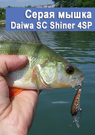Фавориты. Серая мышка Daiwa SC Shiner 4SP.