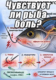 Статьи: Чувствует ли рыба боль?