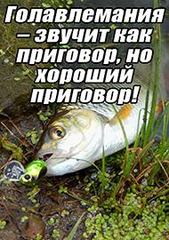 Статьи: Голавлемания – звучит как приговор, но хороший приговор!